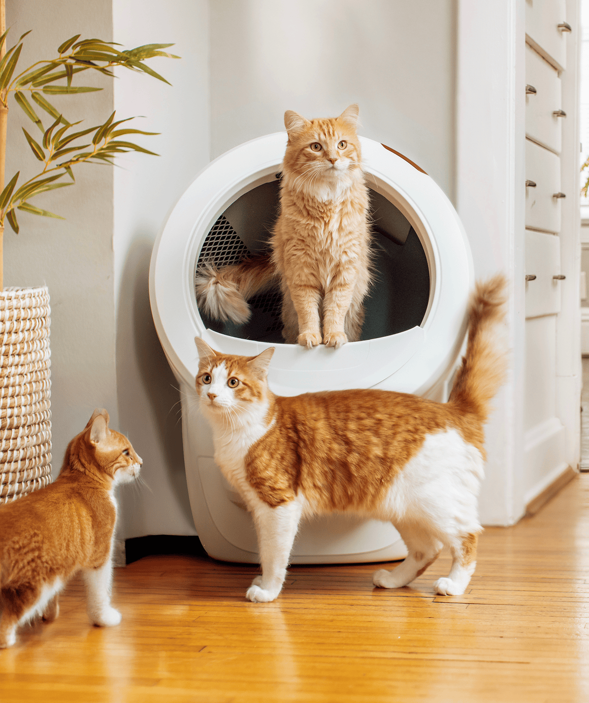 Litter-Robot 4 - Automatic Self-Cleaning Litter Box with App Control - Image 4